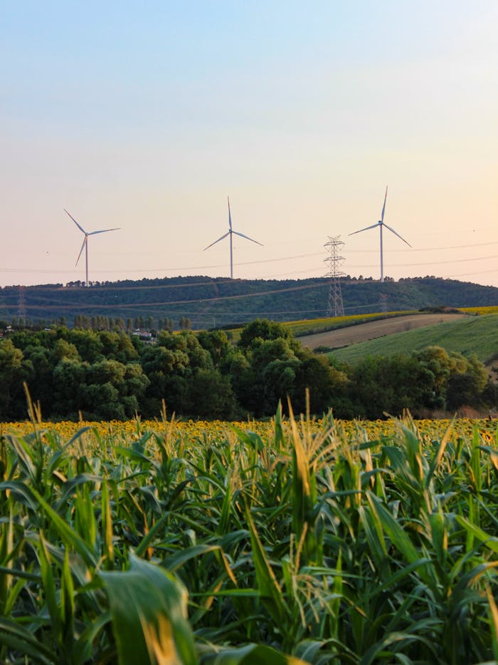 Wind turbines stand tall over a cornfield, symbolizing renewable energy in agriculture.